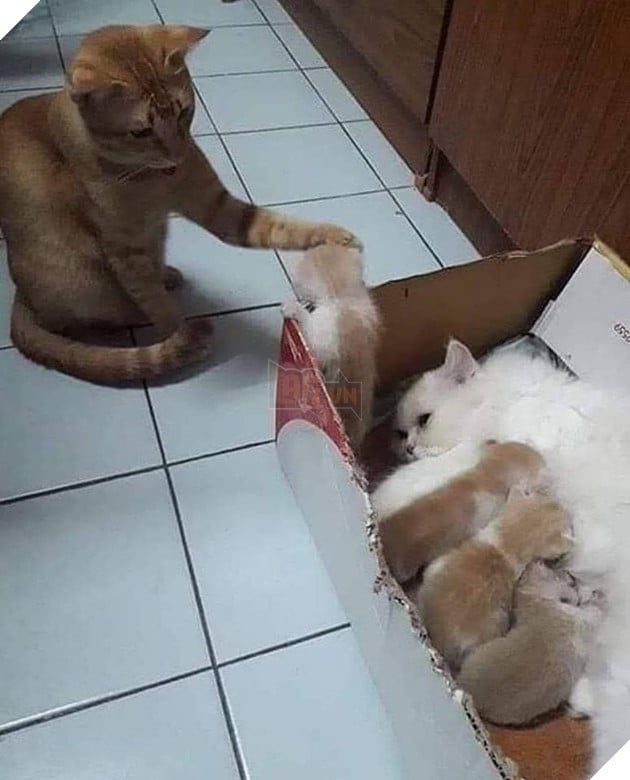 25 hình ảnh cho thấy gia đình mèo là những điều kỳ diệu nhất trên thế giới này 20