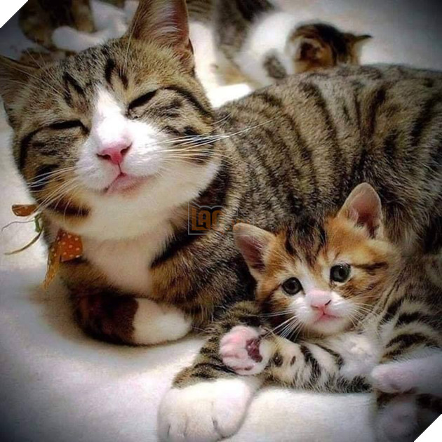 25 hình ảnh cho thấy gia đình mèo là những điều kỳ diệu nhất trên thế giới này 21