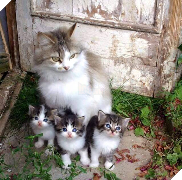 25 hình ảnh cho thấy gia đình mèo là những điều kỳ diệu nhất trên thế giới này 22