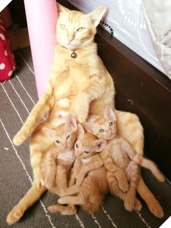 25 hình ảnh cho thấy gia đình mèo là những điều kỳ diệu nhất trên thế giới này 2