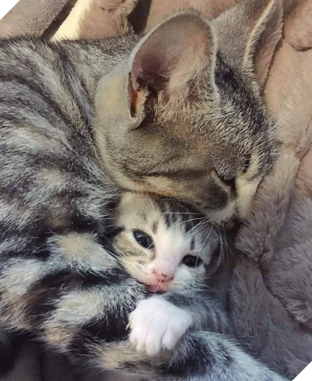 25 hình ảnh cho thấy gia đình mèo là những điều kỳ diệu nhất trên thế giới này 23