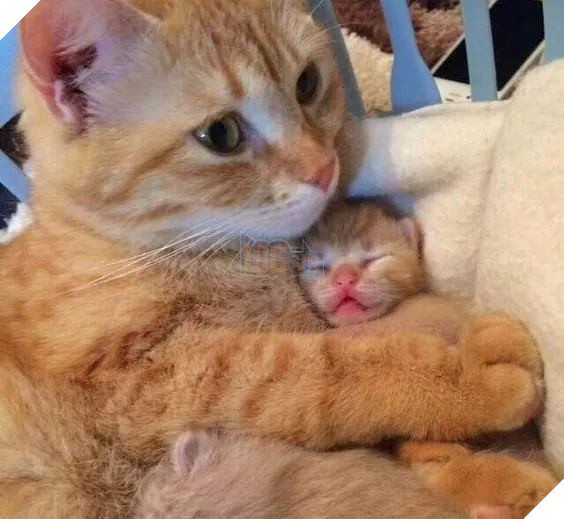 25 hình ảnh cho thấy gia đình mèo là những điều kỳ diệu nhất trên thế giới này 24