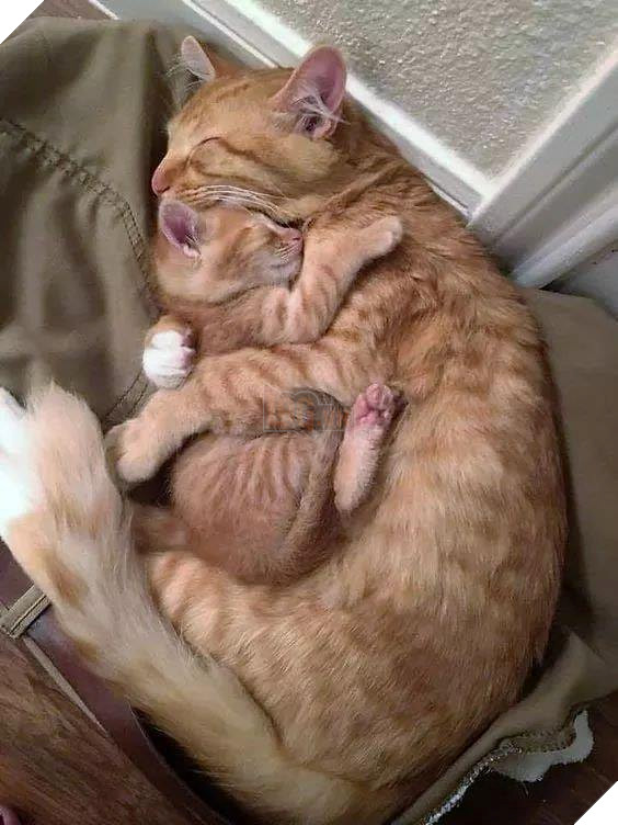 25 hình ảnh cho thấy gia đình mèo là những điều kỳ diệu nhất trên thế giới này 25