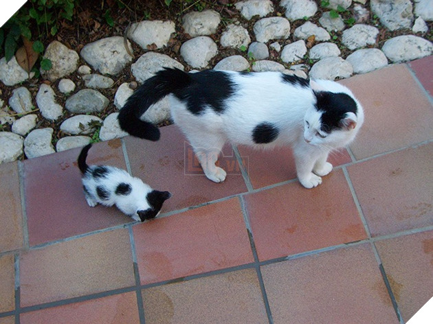 25 hình ảnh cho thấy gia đình mèo là những điều kỳ diệu nhất trên thế giới này 5