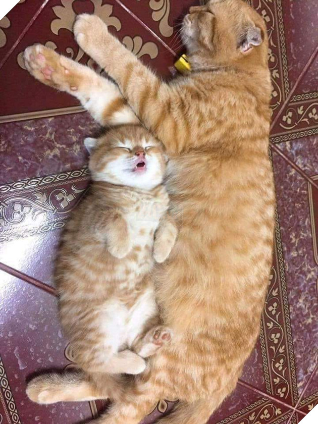 25 hình ảnh cho thấy gia đình mèo là những điều kỳ diệu nhất trên thế giới này 10