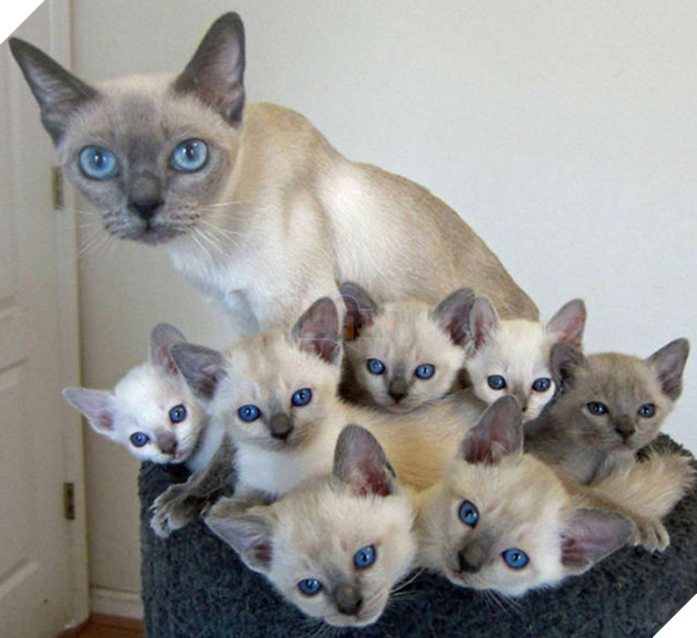 25 hình ảnh cho thấy gia đình mèo là những điều kỳ diệu nhất trên thế giới này 11