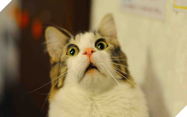 15 hình ảnh bé mèo mô tả chính xác cuộc sống của các sen nơi công sở khiến bạn phải bật cười 6