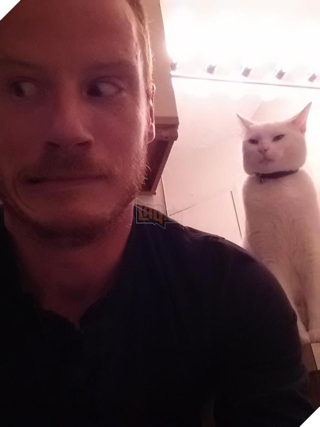 15 hình ảnh bé mèo mô tả chính xác cuộc sống của các sen nơi công sở khiến bạn phải bật cười 13