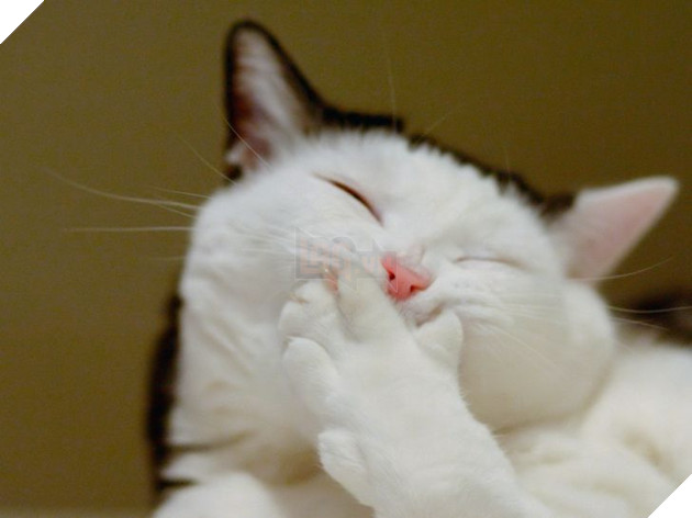 15 hình ảnh bé mèo mô tả chính xác cuộc sống của các sen nơi công sở khiến bạn phải bật cười 8