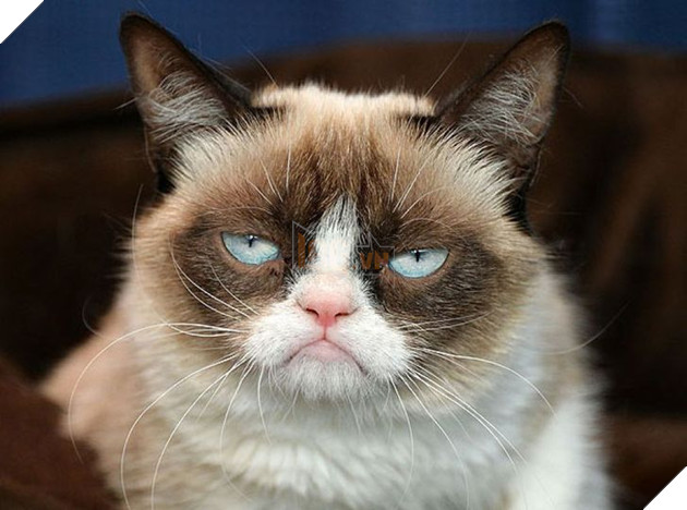 15 hình ảnh bé mèo mô tả chính xác cuộc sống của các sen nơi công sở khiến bạn phải bật cười 4