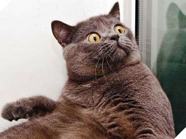 15 hình ảnh bé mèo mô tả chính xác cuộc sống của các sen nơi công sở khiến bạn phải bật cười 3