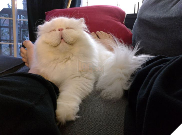 15 hình ảnh bé mèo mô tả chính xác cuộc sống của các sen nơi công sở khiến bạn phải bật cười 5