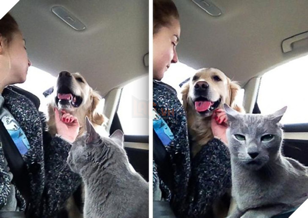 15 hình ảnh bé mèo mô tả chính xác cuộc sống của các sen nơi công sở khiến bạn phải bật cười 2