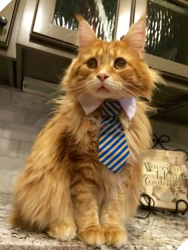 15 hình ảnh bé mèo mô tả chính xác cuộc sống của các sen nơi công sở khiến bạn phải bật cười 10