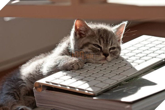 15 hình ảnh bé mèo mô tả chính xác cuộc sống của các sen nơi công sở khiến bạn phải bật cười 12