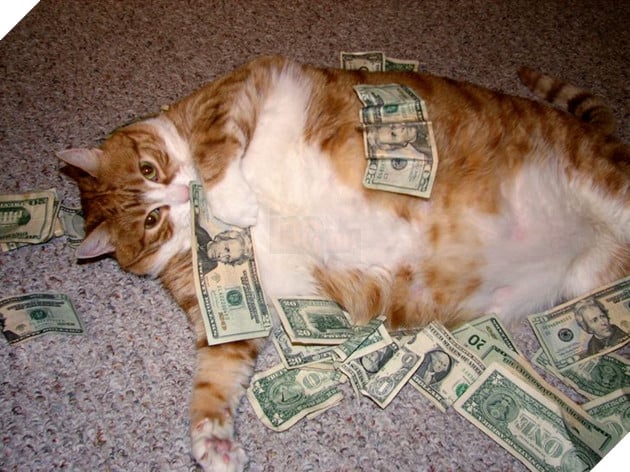 15 hình ảnh bé mèo mô tả chính xác cuộc sống của các sen nơi công sở khiến bạn phải bật cười 7