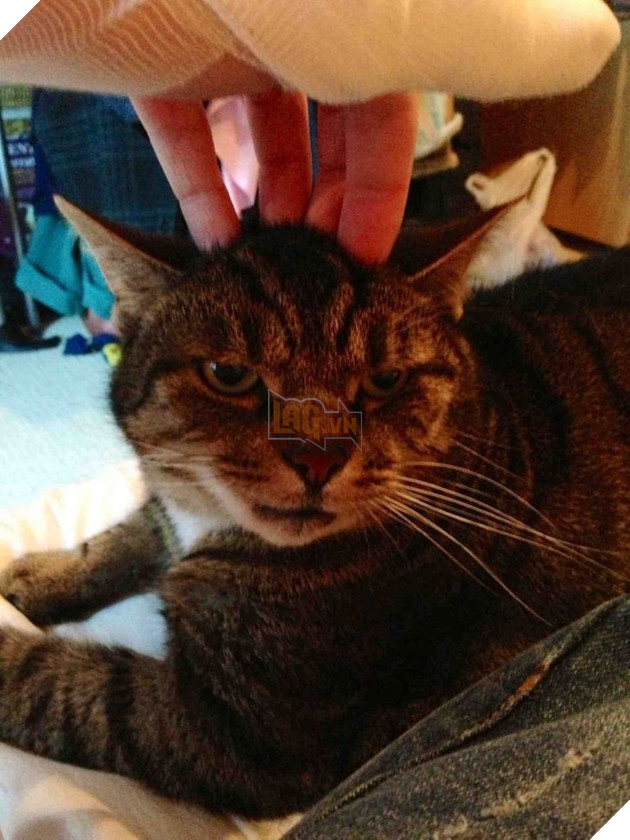 15 hình ảnh bé mèo mô tả chính xác cuộc sống của các sen nơi công sở khiến bạn phải bật cười 11