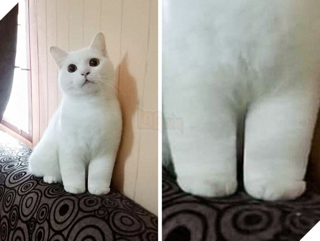 20 hình ảnh những chú mèo vô cùng độc đáo khiến bạn phải thốt lên rằng tạo hóa thật là kì diệu 10