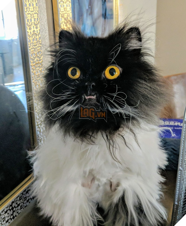 20 hình ảnh những chú mèo vô cùng độc đáo khiến bạn phải thốt lên rằng tạo hóa thật là kì diệu 13