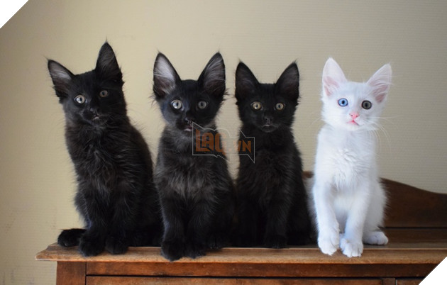 20 hình ảnh những chú mèo vô cùng độc đáo khiến bạn phải thốt lên rằng tạo hóa thật là kì diệu 15