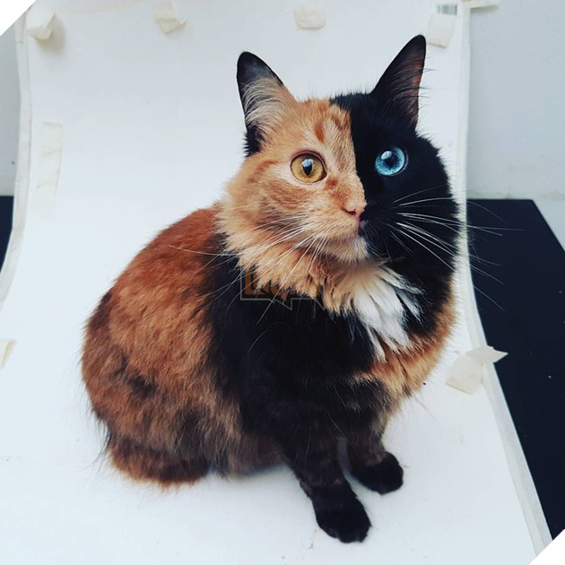 20 hình ảnh những chú mèo vô cùng độc đáo khiến bạn phải thốt lên rằng tạo hóa thật là kì diệu 17