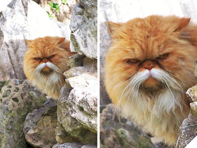 20 hình ảnh những chú mèo vô cùng độc đáo khiến bạn phải thốt lên rằng tạo hóa thật là kì diệu 18