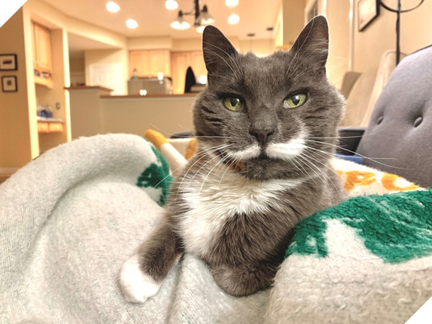 20 hình ảnh những chú mèo vô cùng độc đáo khiến bạn phải thốt lên rằng tạo hóa thật là kì diệu 19