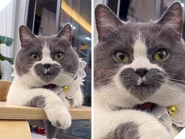 20 hình ảnh những chú mèo vô cùng độc đáo khiến bạn phải thốt lên rằng tạo hóa thật là kì diệu