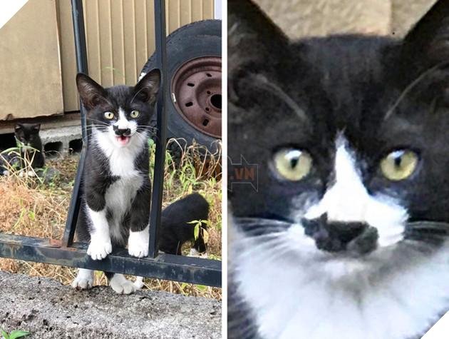 20 hình ảnh những chú mèo vô cùng độc đáo khiến bạn phải thốt lên rằng tạo hóa thật là kì diệu 3