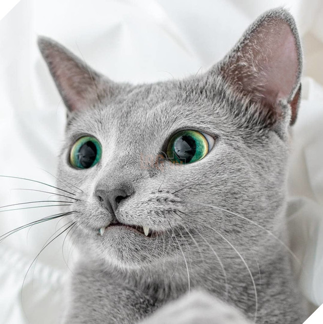 20 hình ảnh những chú mèo vô cùng độc đáo khiến bạn phải thốt lên rằng tạo hóa thật là kì diệu 4