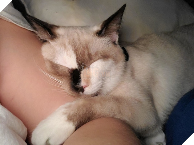 20 hình ảnh những chú mèo vô cùng độc đáo khiến bạn phải thốt lên rằng tạo hóa thật là kì diệu 5