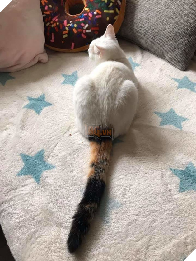 20 hình ảnh những chú mèo vô cùng độc đáo khiến bạn phải thốt lên rằng tạo hóa thật là kì diệu 6