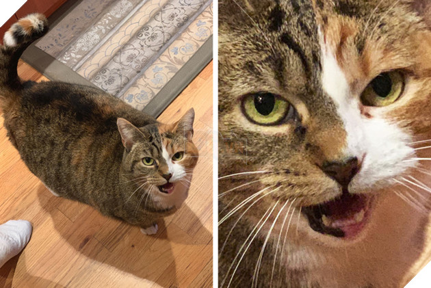 20 hình ảnh những chú mèo vô cùng độc đáo khiến bạn phải thốt lên rằng tạo hóa thật là kì diệu 8