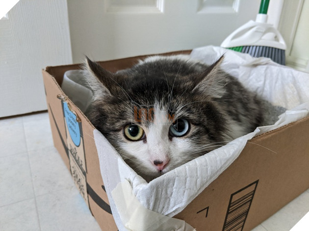 20 hình ảnh những chú mèo vô cùng độc đáo khiến bạn phải thốt lên rằng tạo hóa thật là kì diệu 9