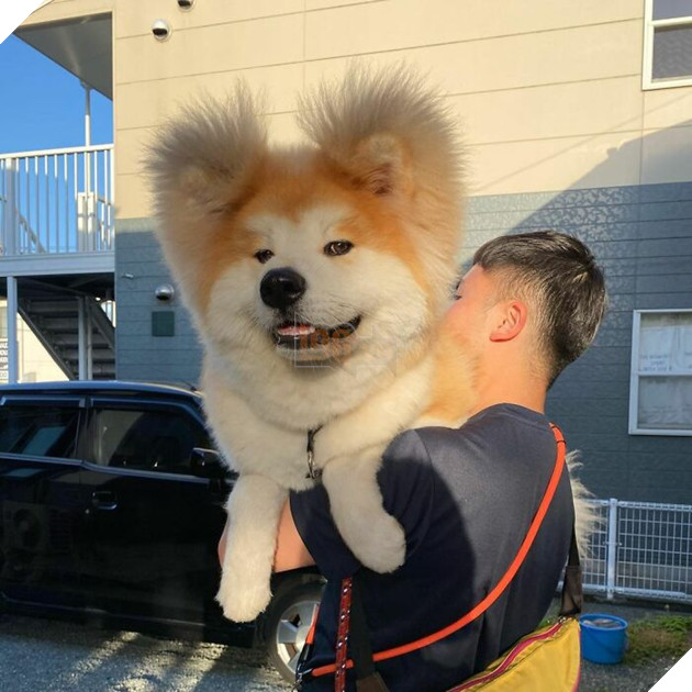 30 hình ảnh về bé Akita tên BOP với đôi tai hình trái tim khiến bạn chỉ muốn yêu bé cún này mãi mãi 5