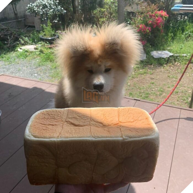 30 hình ảnh về bé Akita tên BOP với đôi tai hình trái tim khiến bạn chỉ muốn yêu bé cún này mãi mãi 20