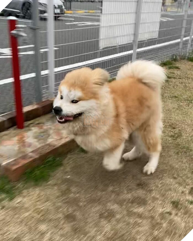 30 hình ảnh về bé Akita tên BOP với đôi tai hình trái tim khiến bạn chỉ muốn yêu bé cún này mãi mãi 3