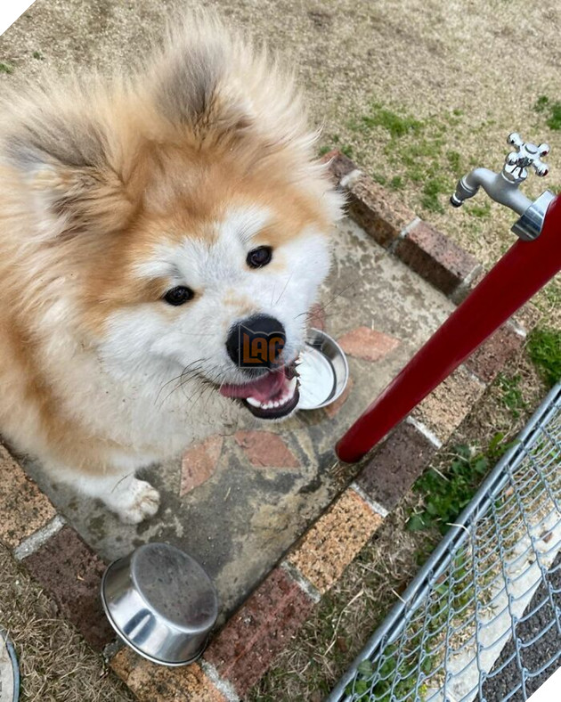 30 hình ảnh về bé Akita tên BOP với đôi tai hình trái tim khiến bạn chỉ muốn yêu bé cún này mãi mãi 12