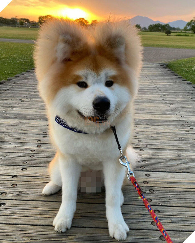 30 hình ảnh về bé Akita tên BOP với đôi tai hình trái tim khiến bạn chỉ muốn yêu bé cún này mãi mãi 10