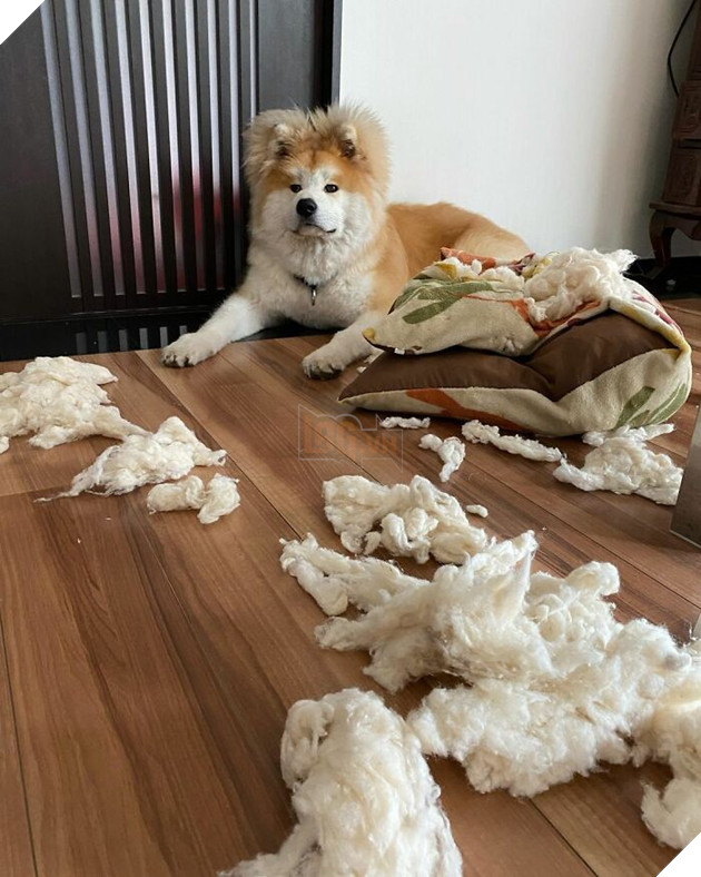 30 hình ảnh về bé Akita tên BOP với đôi tai hình trái tim khiến bạn chỉ muốn yêu bé cún này mãi mãi 13