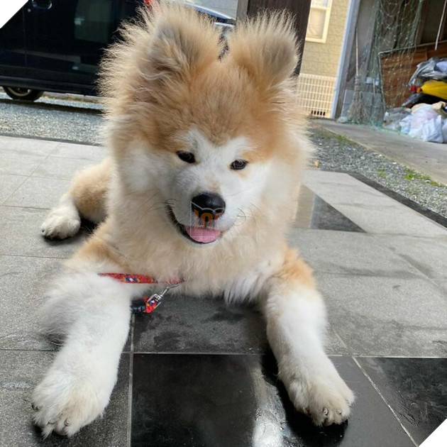 30 hình ảnh về bé Akita tên BOP với đôi tai hình trái tim khiến bạn chỉ muốn yêu bé cún này mãi mãi 14