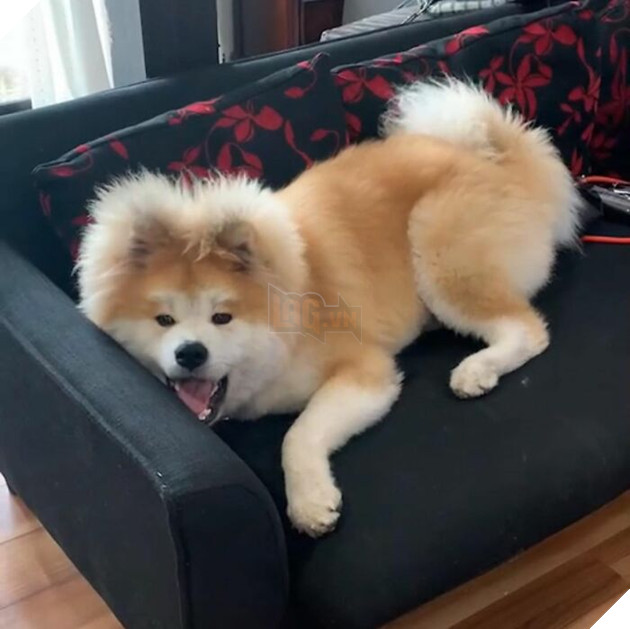 30 hình ảnh về bé Akita tên BOP với đôi tai hình trái tim khiến bạn chỉ muốn yêu bé cún này mãi mãi 7