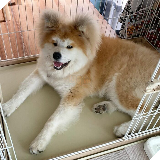 30 hình ảnh về bé Akita tên BOP với đôi tai hình trái tim khiến bạn chỉ muốn yêu bé cún này mãi mãi 15