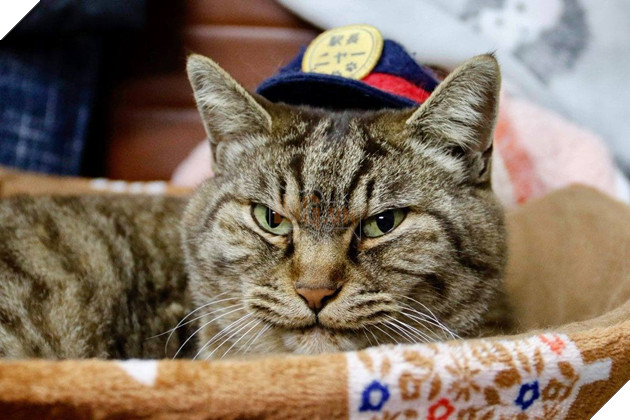 Chú mèo Nya là trưởng ga tàu ở Nhật bản bất ngờ qua đời vị bị xe tông