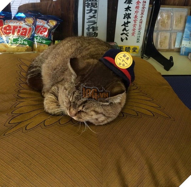 Chú mèo Nya là trưởng ga tàu ở Nhật bản bất ngờ qua đời vị bị xe tông 2