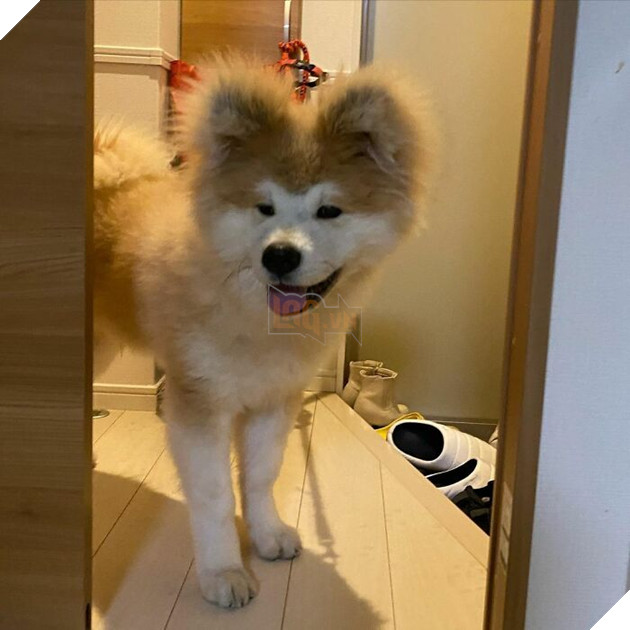 30 hình ảnh về bé Akita tên BOP với đôi tai hình trái tim khiến bạn chỉ muốn yêu bé cún này mãi mãi 2
