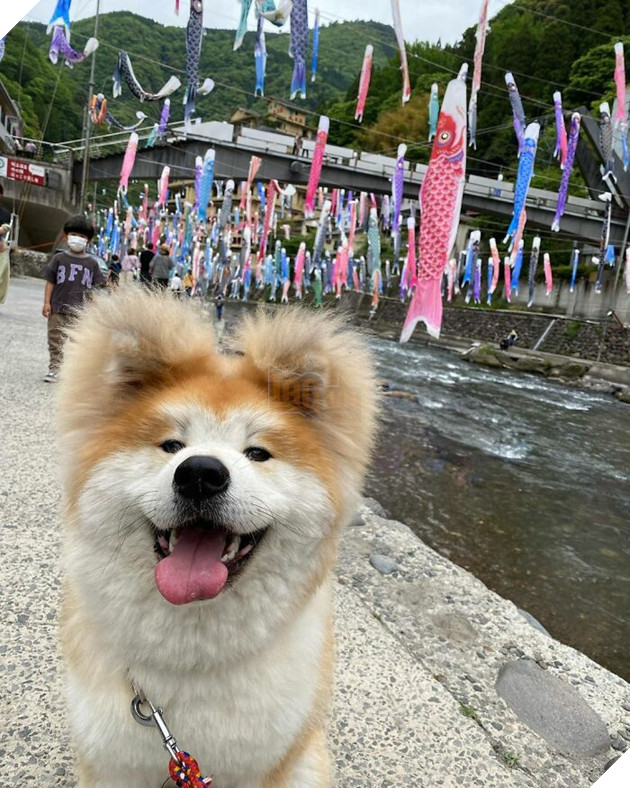 30 hình ảnh về bé Akita tên BOP với đôi tai hình trái tim khiến bạn chỉ muốn yêu bé cún này mãi mãi 17