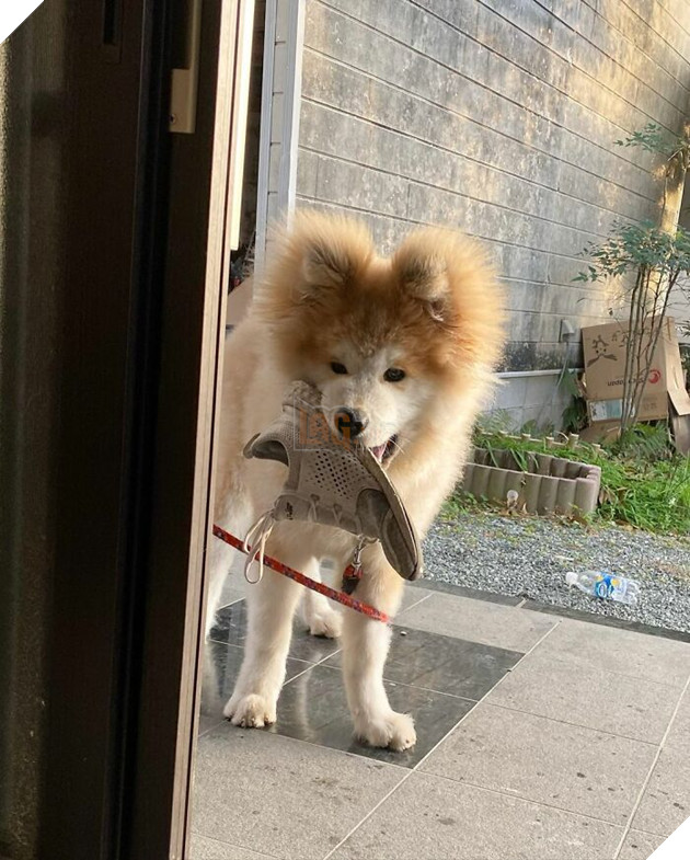 30 hình ảnh về bé Akita tên BOP với đôi tai hình trái tim khiến bạn chỉ muốn yêu bé cún này mãi mãi 16