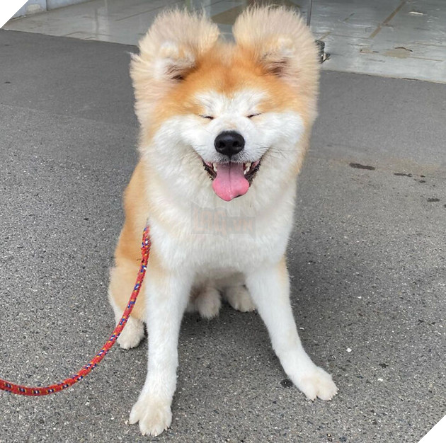 30 hình ảnh về bé Akita tên BOP với đôi tai hình trái tim khiến bạn chỉ muốn yêu bé cún này mãi mãi