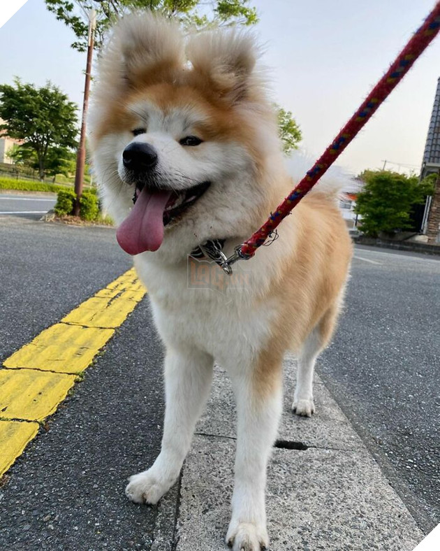 30 hình ảnh về bé Akita tên BOP với đôi tai hình trái tim khiến bạn chỉ muốn yêu bé cún này mãi mãi 23